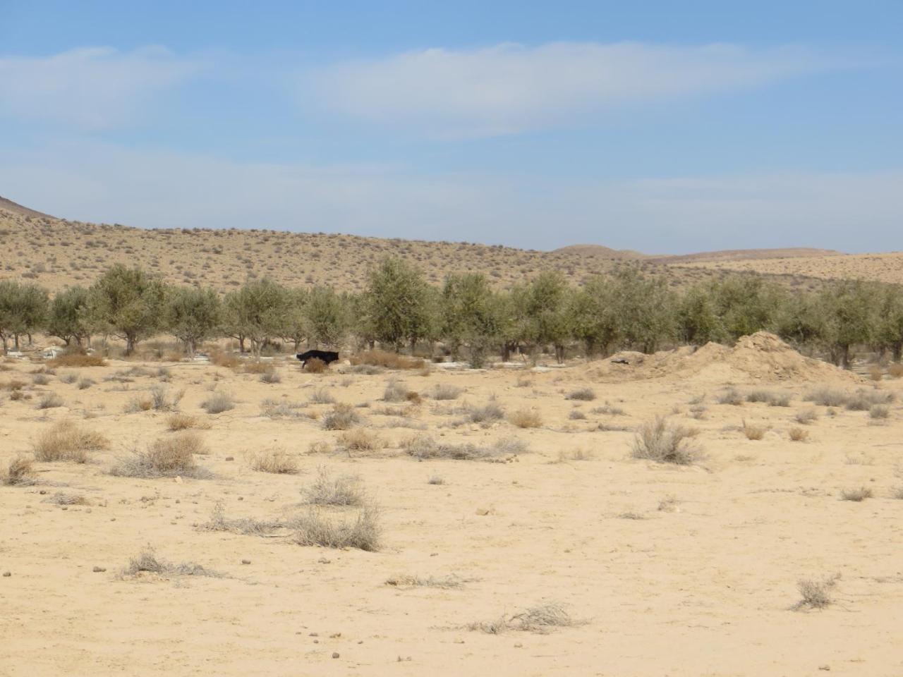 Succah In The Desert Mitzpe Ramon Exterior foto